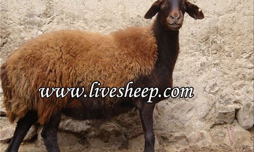 وزن گوسفند زنده وزن گوسفند زنده