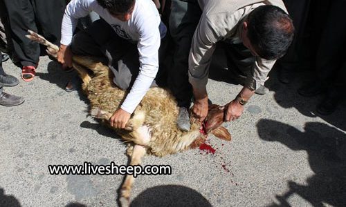 نکاتی در خصوص خرید و ذبح گوسفند زنده نکاتی در خصوص خرید و ذبح گوسفند زنده