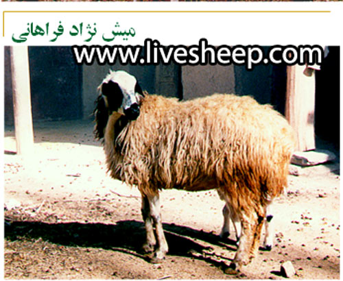 گوسفند فراهانی