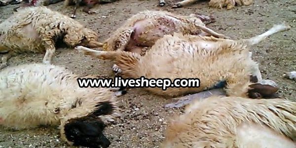 آشنایی با انگلهای گوسفند آشنایی با انگلهای گوسفند