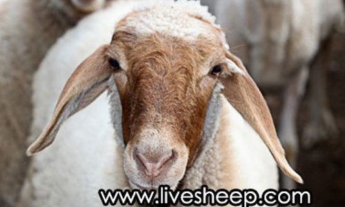 گوسفندان نژاد ایرانی گوسفندان نژاد ایرانی
