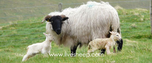 گوسفند نژاد صورت سیاه‌ها اسکاتلند (Black-Faced Highland)