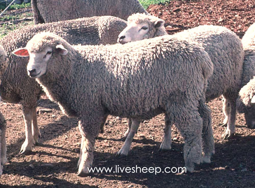 گوسفند نژاد کوریدال (Corriedale)