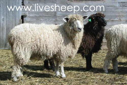 گوسفند نژاد کاتسولد (Cotswold)