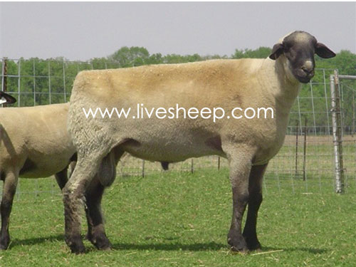 گوسفند نژاد همشایر (Hampshire)