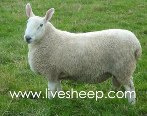 گوسفند نژاد لایسستر (Leicester)