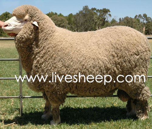 گوسفند نژاد مرینوس (merino)