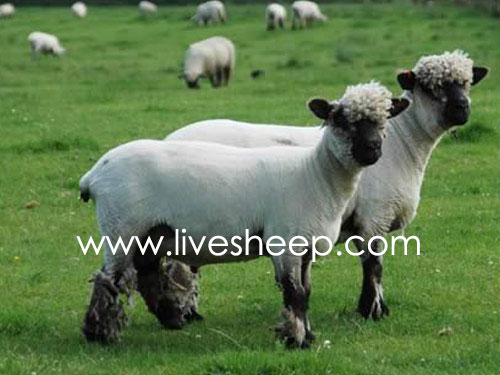 گوسفند نژاد آکسفورد (Oxford)