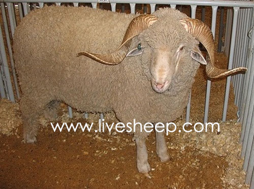  گوسفند نژاد رامبویه(Rambouillet)