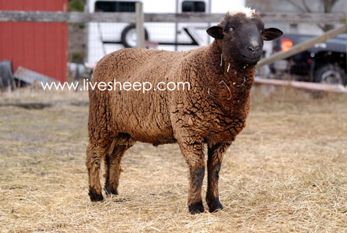 گوسفند نژاد راملدال (Romeldale)