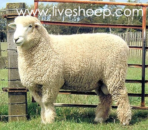 گوسفند نژاد رامنی (Romney)