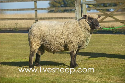 گوسفند نژاد شروپ شایر (Shropshire)