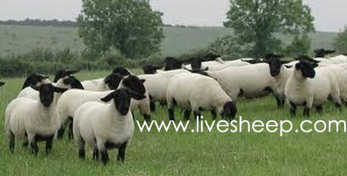 گوسفند نژاد سافک (Suffolk)