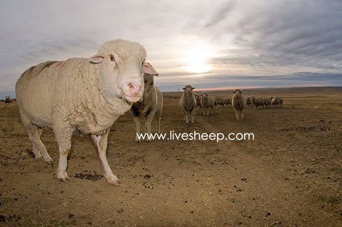 گوسفند نژاد تارگی (Tar ghee)
