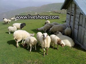 فروش گوسفند نژاد طالشی و اتابای