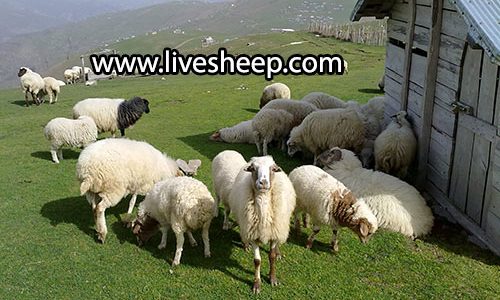 گوسفند طالشی و اتابای گوسفند طالشی و اتابای