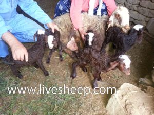 مروری بر تشخیص آبستنی ، زایمان و مرحله ی پس از زایمان در گوسفند