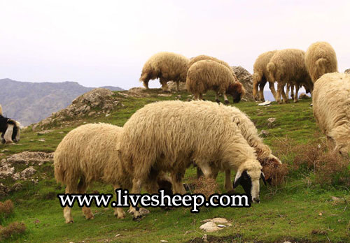 همه چیز راجع به گوسفندان