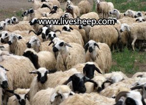 قیمت گوسفند ماکویی