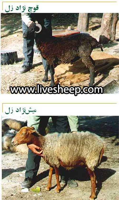 فروش گوسفند نژاد زل