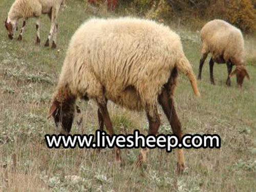 گوسفند زل