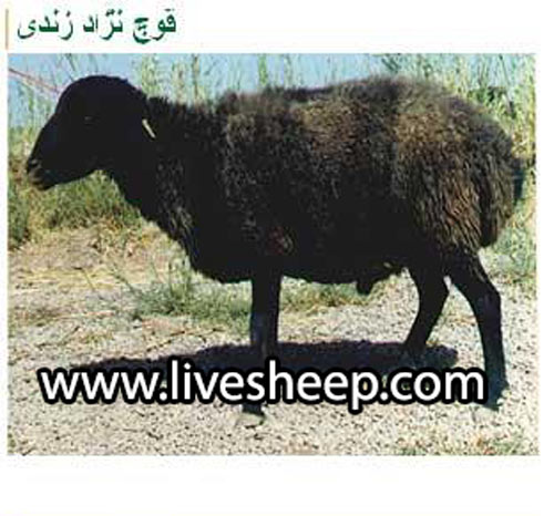 گوسفندان زندی