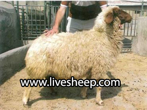 گوسفند سنجابی