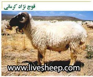 گوسفند نژاد کرمانی