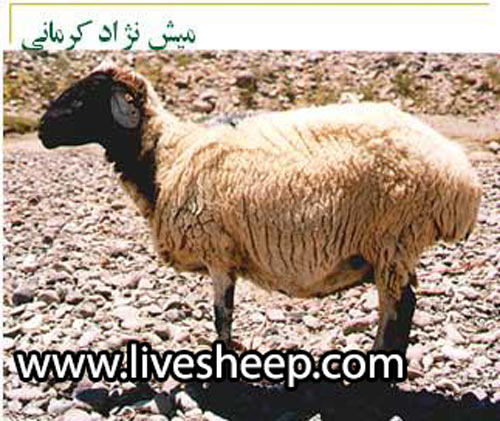گوسفند نژاد کرمانی