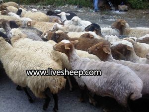 نژادهای گوسفند زنده