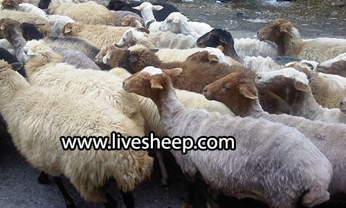 نژادهای گوسفند زنده نژادهای گوسفند زنده