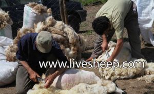 راههای افزایش کیفیت پشم گوسفند با تغذیه مناسب