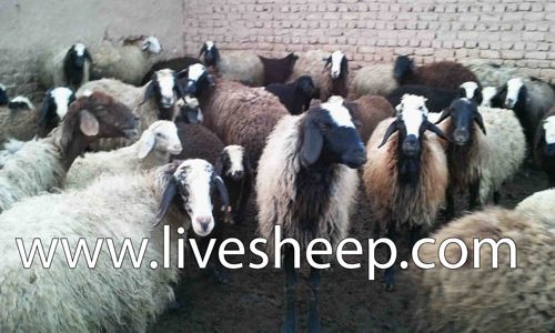 محاسن و معایب پرورش گوسفند محاسن و معایب پرورش گوسفند