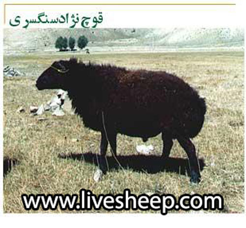 گوسفند نژاد سنگسری
