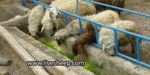 پرورش گوسفندان به روش پرواربندی