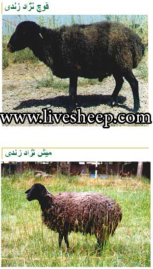 لیست قیمت گوسفند زندی