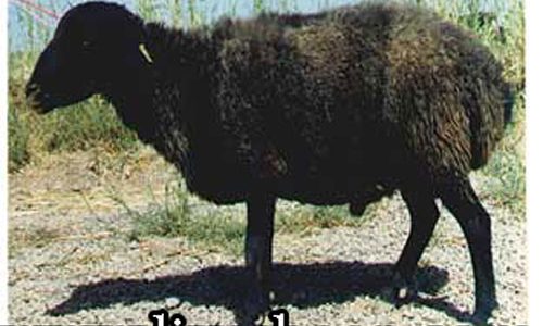 گوسفند زندی گوسفند زندی