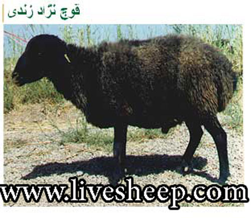 گوسفند زندی