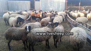 مواد قابل استفاده درتغذیه گوسفند پرواری