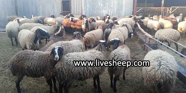 مواد قابل استفاده درتغذیه گوسفند پرواری مواد قابل استفاده درتغذیه گوسفند پرواری