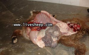 بیماری آنتروتوکسمی گوسفند زنده
