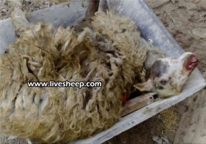 بیماری تب برفکی در بین گوسفندان