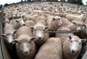 آشنایی با انوع نژاد گوسفندان