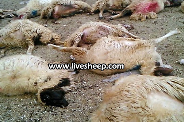 آشنایی با انگلهای گوسفند