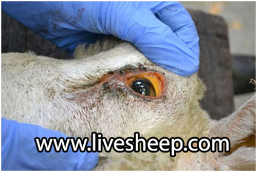 بیماری مسمومیت مس در گوسفند زنده