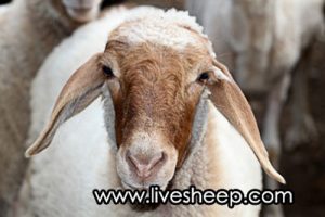 گوسفندان نژاد ایرانی