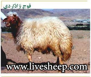 گوسفند نژاد کردی