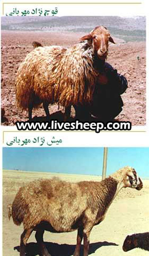 گوسفند نژاد مهربان