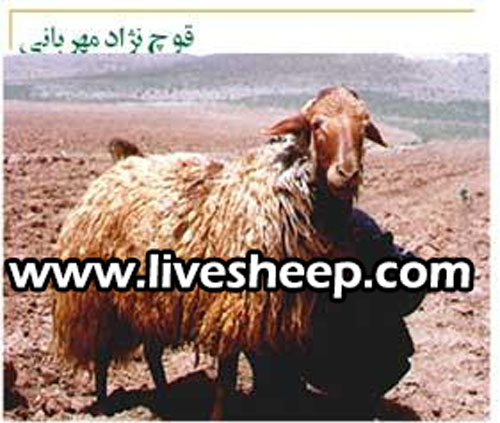 گوسفند نژاد مهربان