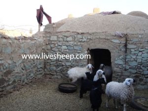 ساختمان و محل نگهداری گوسفند زنده